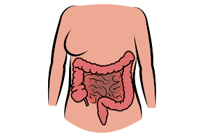 Digestive-System,anatomy-of-digestive-system,organs-of-digestive-system,digestive-system