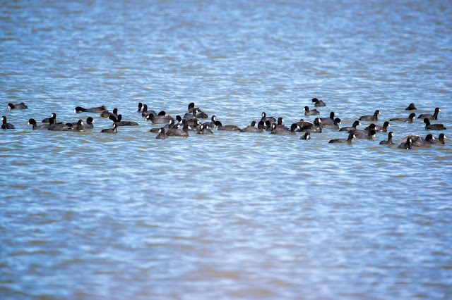 Flock of American Coots Floating at Sacramento NWR California