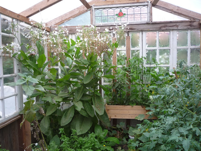 nicotiana sylvestris in the quail environment