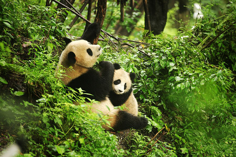 Singapore gets first panda cub, born to Kai Kai and Jia Jia at River Safari, posted on Monday, 16 August 2021