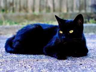 7 Fakta Menarik Tentang Kucing Hitam | TVSoax