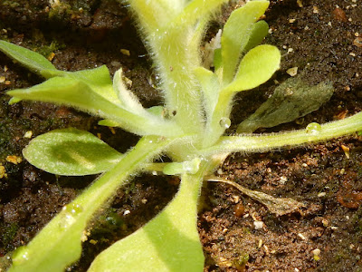 匙葉鼠麴草的基生葉