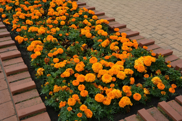 Blankenberge Pier Flowers