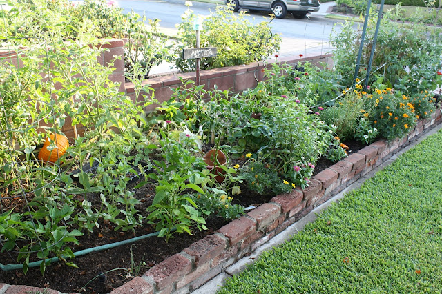 urban vegetable garden, small lot farming