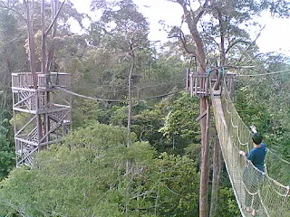 Bukit Bangkirai - Canopy bridge 
