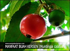 Manfaat buah Kersen (Muntingia calabura) bagi Kesehatan