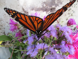 Monarch Butterfly Drying off inside