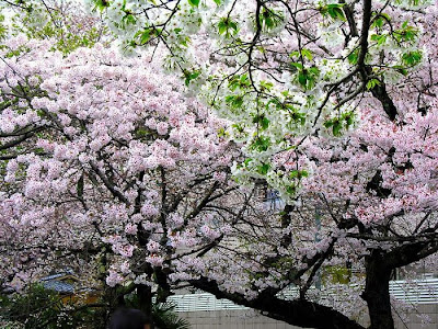 Spring Flower Sakura Photos by cool wallpapers at cool and beautiful wallpapers