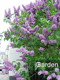 紫丁香樹木簡介及賞樹情報 園藝部落格 Igarden 花寶愛花園園藝文摘plus 紫丁香樹木簡介及賞樹情報 園藝部落格 Igarden 花寶愛花園園藝文摘plus