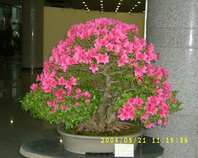 bonsai trees