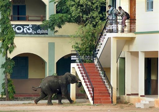 Elephants-rampage-Mysore-Indian-city-08-June-2011