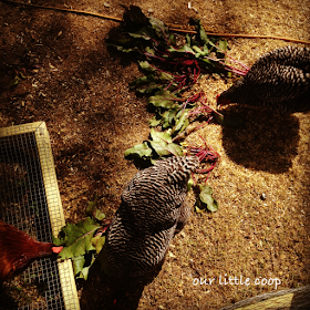 chickens eating beet greens as a treat