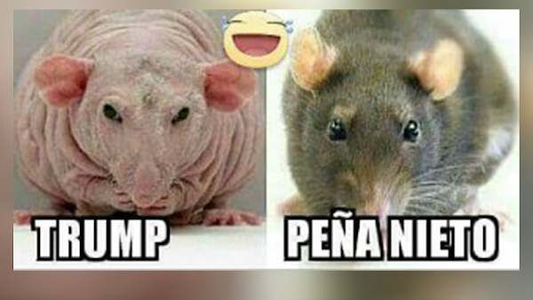 Con "ratas" comparan a Peña Nieto y Donald Trump.