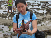 knobbly seastar Protoreaster nodosus