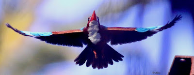 "White-throated Kingfisher, in flight wings spread out."