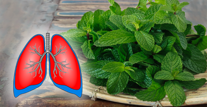 These 10 Amazing Plants Cleanse Your Lungs And Treat Bronchitis, Asthma And Cough