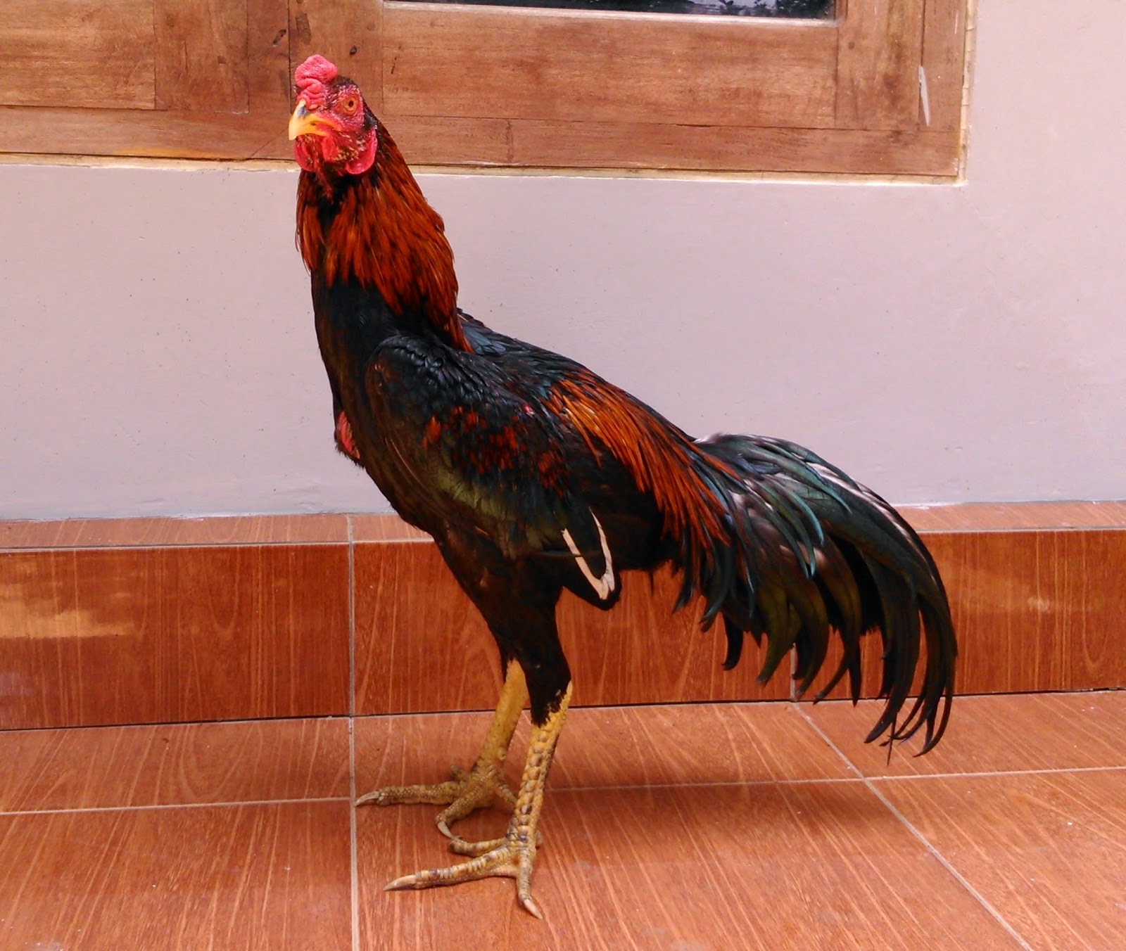 Cara Memilih Kaki dan Sisik Ayam bangkok Juara  Ayam  Juara 