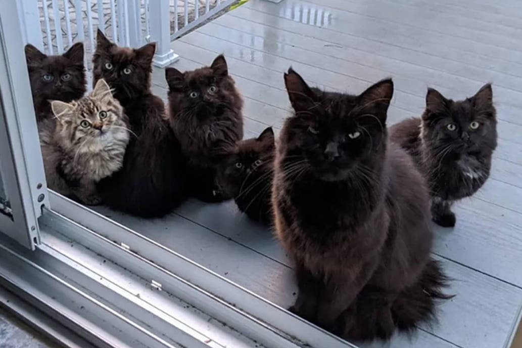 Una gata llevó a sus cachorros a la mujer que la alimentó cuando estaba preñada