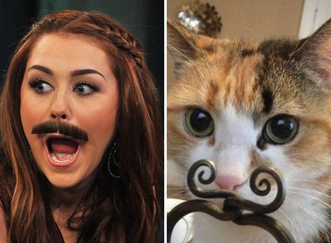 Miley Cyrus gato