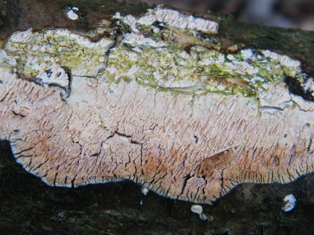 Radulomyces molaris