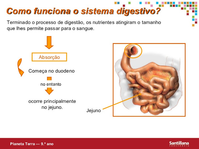 COMO FUNCIONA O SISTEMA DIGESTIVO