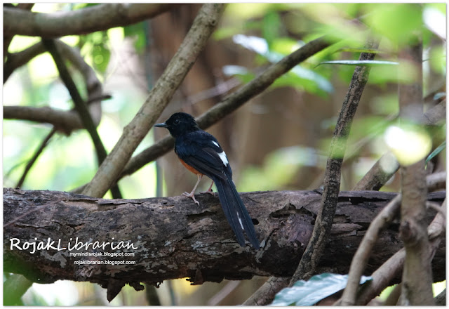 White-rumped Sharma