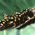 Wah Ternyata " Salamander " dulunya ialah " Ikan "
