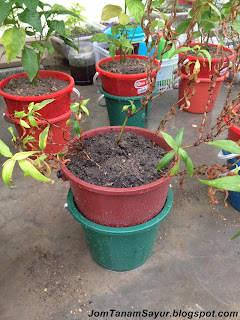 pokok kesum dalam nutripot