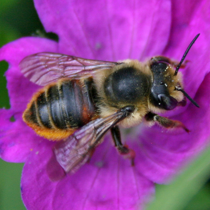 twenty pound tabby: More Colorado Native Bees