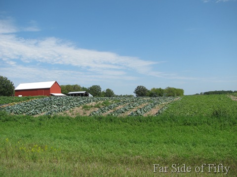 Cabbage at Grandma and Grandpas old farm
