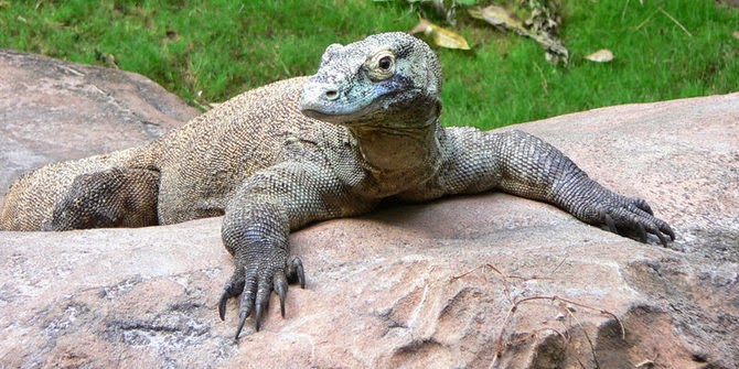 Taman Nasional Komodo