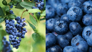 8 HEALTHY FRUITS YOU SHOULD BE EATING AND 8 YOU SHOULDN'T