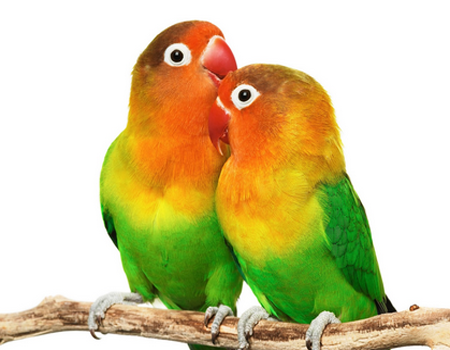 Cara Merawat dan Beternak Burung Love Bird - Info Terbaru 2018