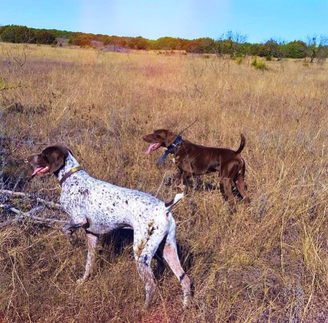 German Shorthaired Pointers