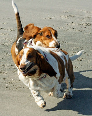 Running Basset Hounds Seen On www.coolpicturegallery.us