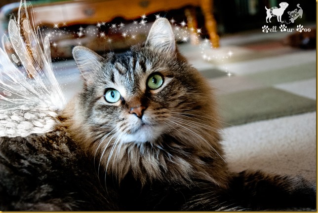 Fairy Matilda (Bell Fur Zoo)
