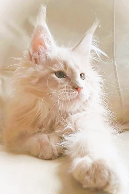 Maine Coons are not hypoallergenic