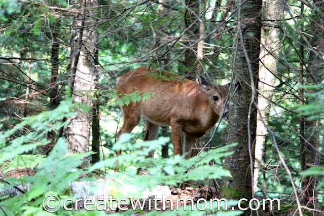 arrowhead provincial park