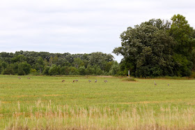 late Summer, sandhill cranes staging and feeding