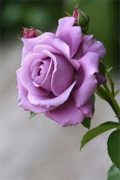 Beautiful Photos Of Love Flower Rose 8