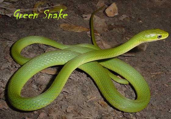  Ular Hijau  Green Snake Foto Alam Mentari