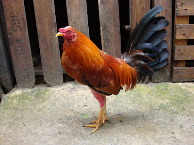gallo fino de color colorado para combate en colombia del criadero de los zorro