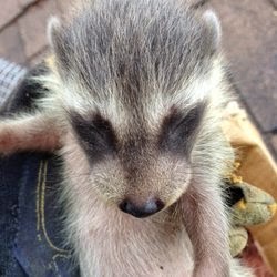 http://www.tarzanwildlife.ca/raccoon-removal-services.html