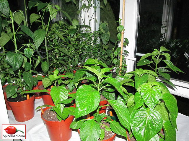 Chilli Plants in the Porch - 10th May 2022