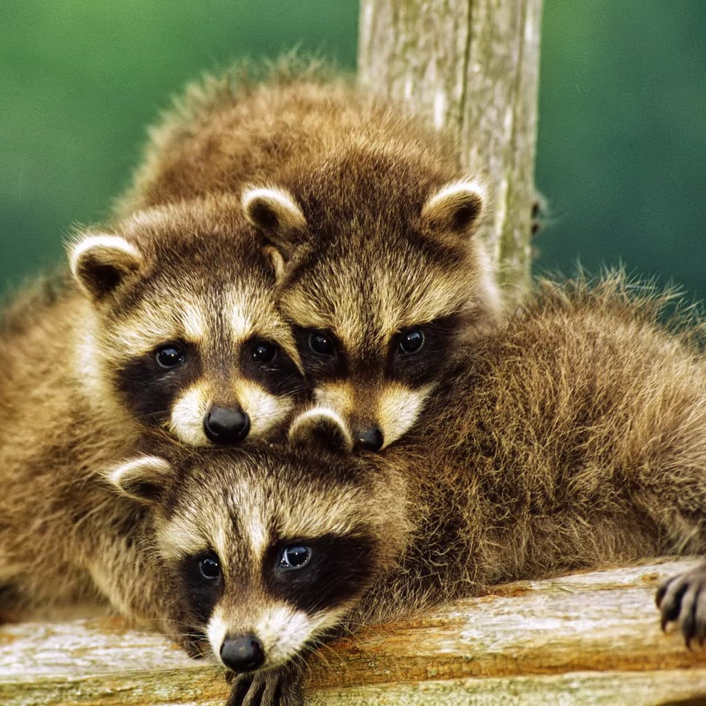 Funny Animal Raccoons  Latest Information amp; Pictures  Funny And Cute 