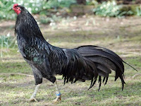 Ayam Aduan Sumatera