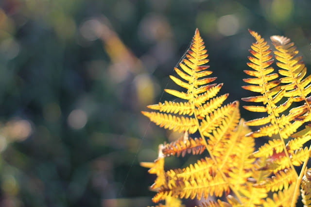 Fall-colored fern