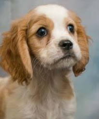 Cockalier (Cavalier King Charles Cocker Spaniel mix) Temperament, Size, Lifespan, Adoption