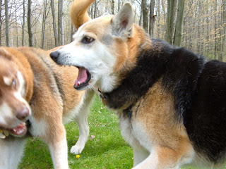 Dogs playing