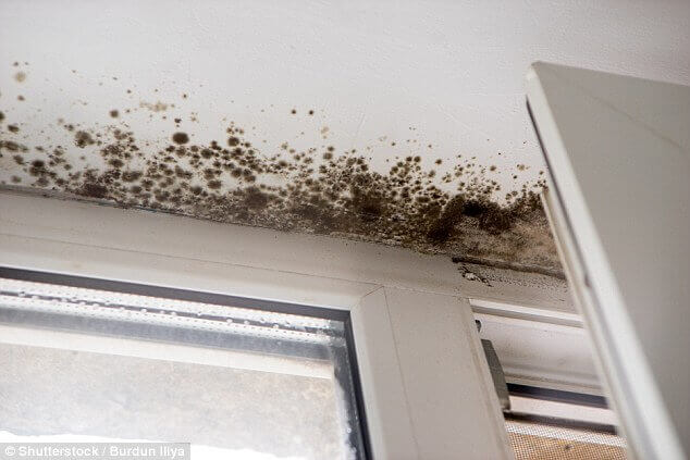 mould-removal-in-sydney